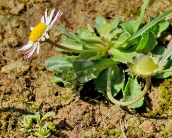 Fotografia da espécie Bellis perennis