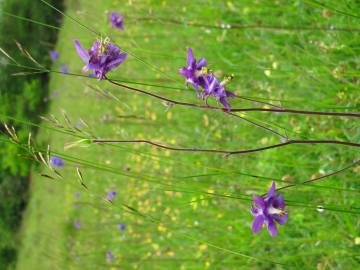 Fotografia da espécie Aquilegia vulgaris subesp. vulgaris