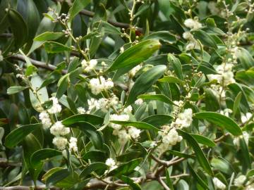 Fotografia da espécie Acacia melanoxylon