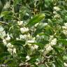 Fotografia 5 da espécie Acacia melanoxylon do Jardim Botânico UTAD