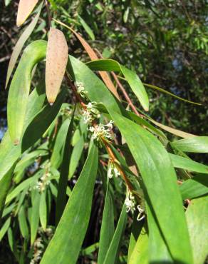 Fotografia 4 da espécie Hakea salicifolia no Jardim Botânico UTAD