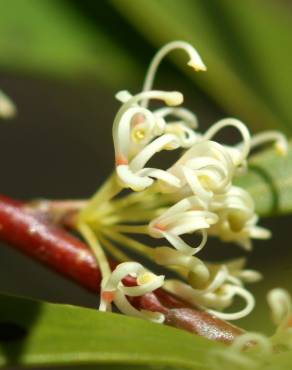 Fotografia 1 da espécie Hakea salicifolia no Jardim Botânico UTAD