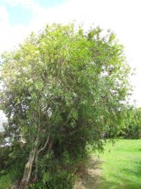Fotografia da espécie Hakea salicifolia