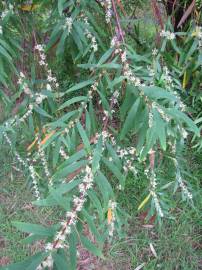 Fotografia da espécie Hakea salicifolia