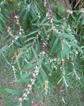 Fotografia 6 da espécie Hakea salicifolia no Jardim Botânico UTAD