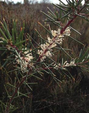 Fotografia 4 da espécie Hakea sericea no Jardim Botânico UTAD