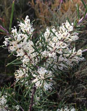 Fotografia 5 da espécie Hakea sericea no Jardim Botânico UTAD