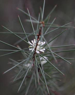 Fotografia 6 da espécie Hakea sericea no Jardim Botânico UTAD