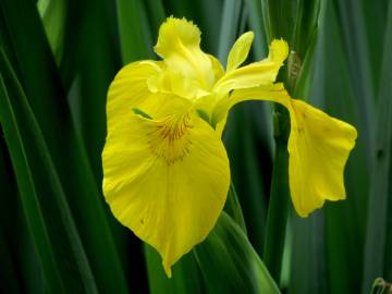 Fotografia da espécie Iris pseudacorus