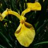 Fotografia 3 da espécie Iris pseudacorus do Jardim Botânico UTAD
