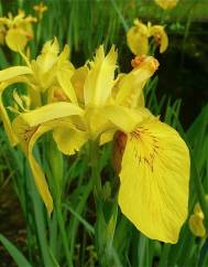 Iris pseudacorus