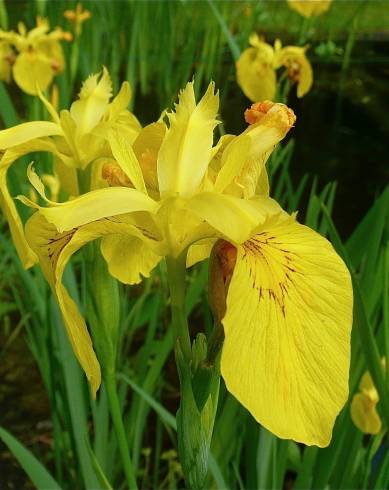 Fotografia de capa Iris pseudacorus - do Jardim Botânico