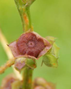 Fotografia 1 da espécie Malva parviflora no Jardim Botânico UTAD