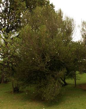 Fotografia 6 da espécie Melaleuca armillaris no Jardim Botânico UTAD