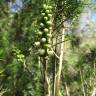 Fotografia 7 da espécie Melaleuca armillaris do Jardim Botânico UTAD