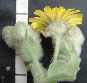 Fotografia da espécie Andryala arenaria subesp. arenaria