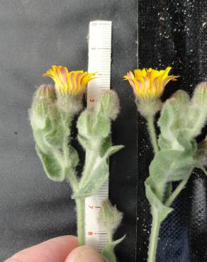 Fotografia 1 da espécie Andryala arenaria subesp. arenaria no Jardim Botânico UTAD