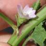 Fotografia 6 da espécie Malva parviflora do Jardim Botânico UTAD