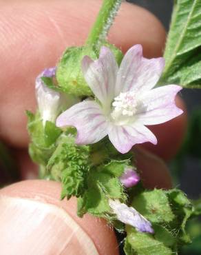 Fotografia 8 da espécie Malva parviflora no Jardim Botânico UTAD