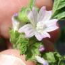 Fotografia 8 da espécie Malva parviflora do Jardim Botânico UTAD