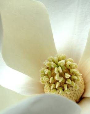 Fotografia 1 da espécie Magnolia grandiflora no Jardim Botânico UTAD