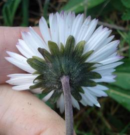 Fotografia da espécie Bellis sylvestris