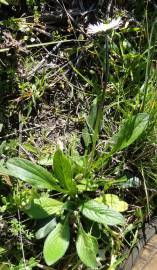 Fotografia da espécie Bellis sylvestris