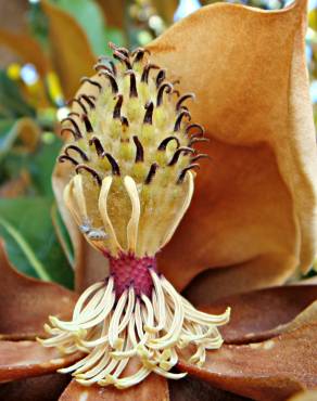 Fotografia 4 da espécie Magnolia grandiflora no Jardim Botânico UTAD