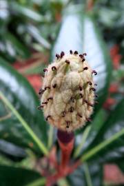 Fotografia da espécie Magnolia grandiflora