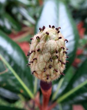 Fotografia 5 da espécie Magnolia grandiflora no Jardim Botânico UTAD