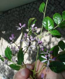 Fotografia da espécie Melia azedarach