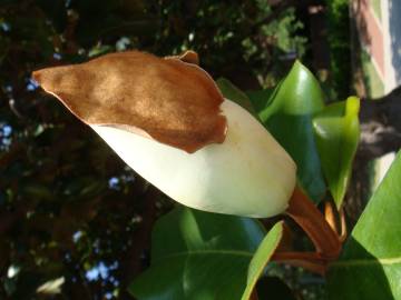 Fotografia da espécie Magnolia grandiflora