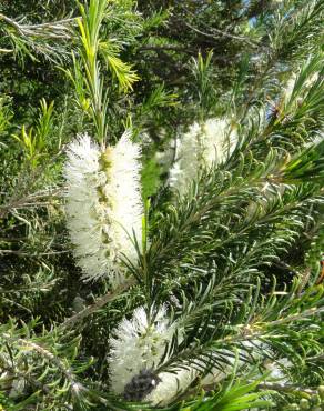 Fotografia 8 da espécie Melaleuca armillaris no Jardim Botânico UTAD