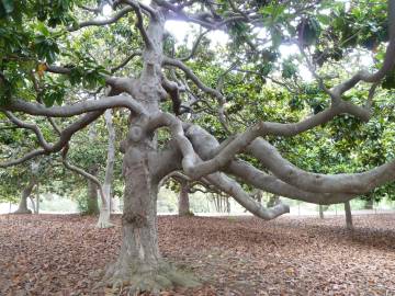 Fotografia da espécie Magnolia grandiflora