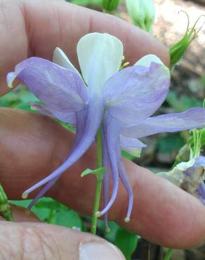 Fotografia 6 da espécie Aquilegia vulgaris subesp. dichroa no Jardim Botânico UTAD