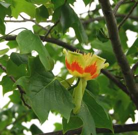 Fotografia da espécie Liriodendron tulipifera