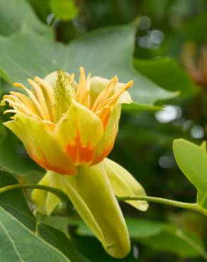 Fotografia 3 da espécie Liriodendron tulipifera no Jardim Botânico UTAD