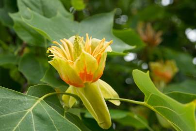 Fotografia da espécie Liriodendron tulipifera