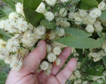 Fotografia da espécie Acacia melanoxylon