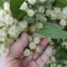 Fotografia 6 da espécie Acacia melanoxylon do Jardim Botânico UTAD