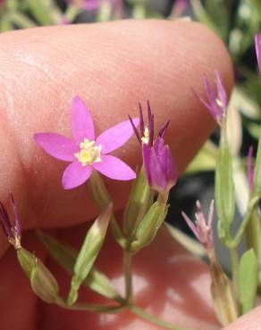 Fotografia 5 da espécie Centaurium tenuiflorum no Jardim Botânico UTAD