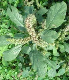 Fotografia da espécie Amaranthus retroflexus