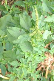 Fotografia da espécie Amaranthus retroflexus