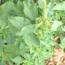 Fotografia 8 da espécie Amaranthus retroflexus do Jardim Botânico UTAD