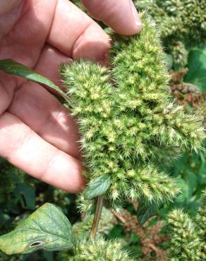 Fotografia 9 da espécie Amaranthus retroflexus no Jardim Botânico UTAD