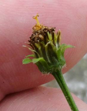 Fotografia 7 da espécie Bidens pilosa no Jardim Botânico UTAD