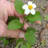 Fotografia 10 da espécie Bidens pilosa do Jardim Botânico UTAD