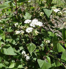 Fotografia da espécie Ageratina adenophora