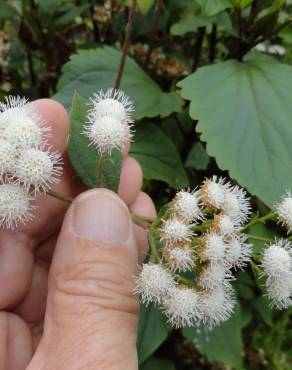 Fotografia 6 da espécie Ageratina adenophora no Jardim Botânico UTAD