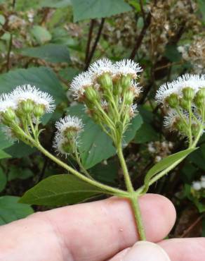 Fotografia 7 da espécie Ageratina adenophora no Jardim Botânico UTAD